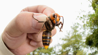 Last Call: It’s time for each of us to decide whether we would eat the murder hornet
